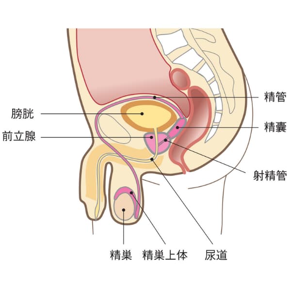 男性の生殖器の解剖図