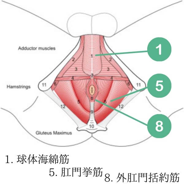 医師監修 男性における骨盤底筋とは