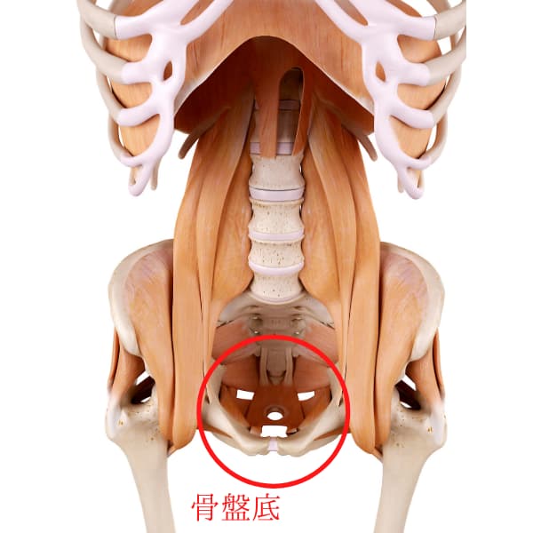 医師監修 男性における骨盤底筋とは