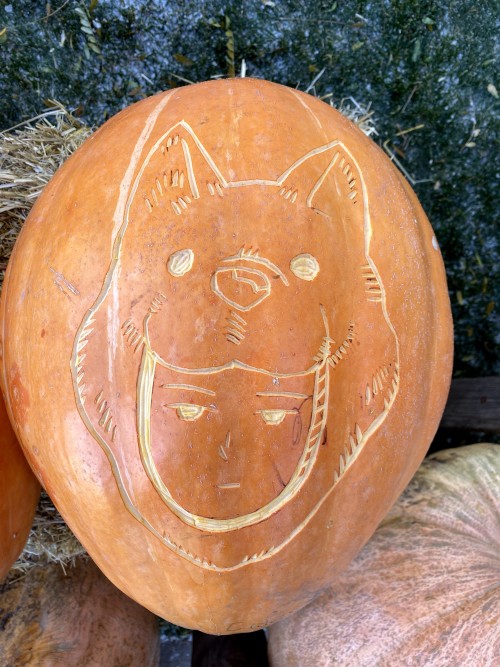 Watchdog Man Pumpkin Carving