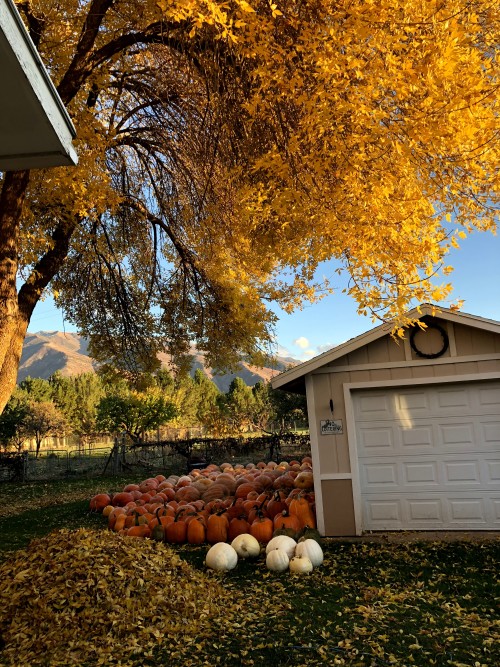 Fall Leaves in Utah
