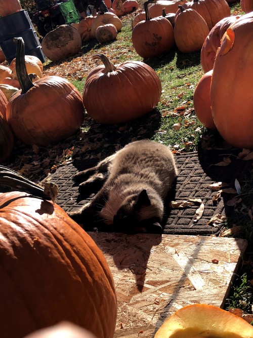 Pumpkin Carving Party 2018