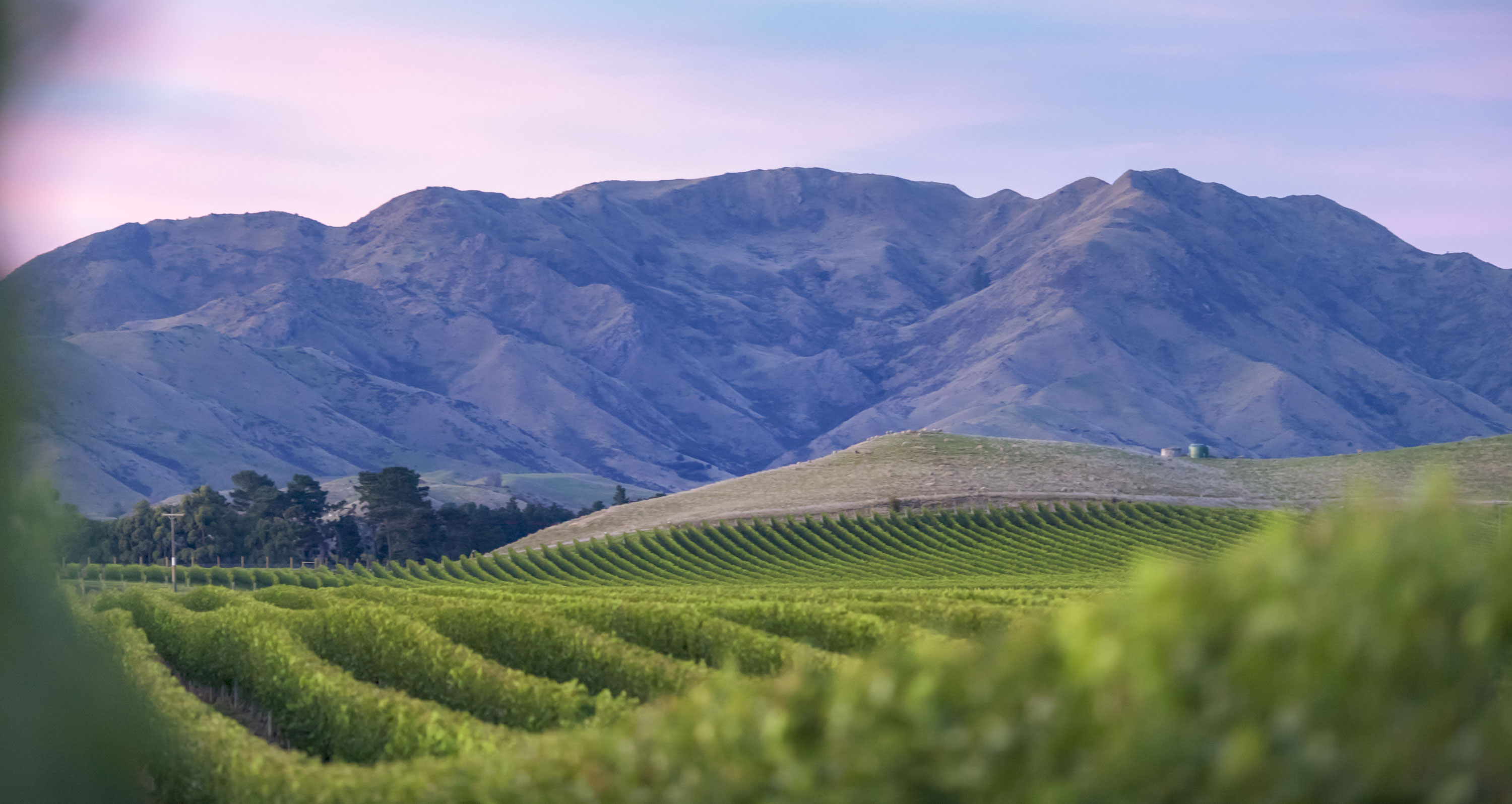 Marlborough Sauvignon Blanc: A Fresh Awakening