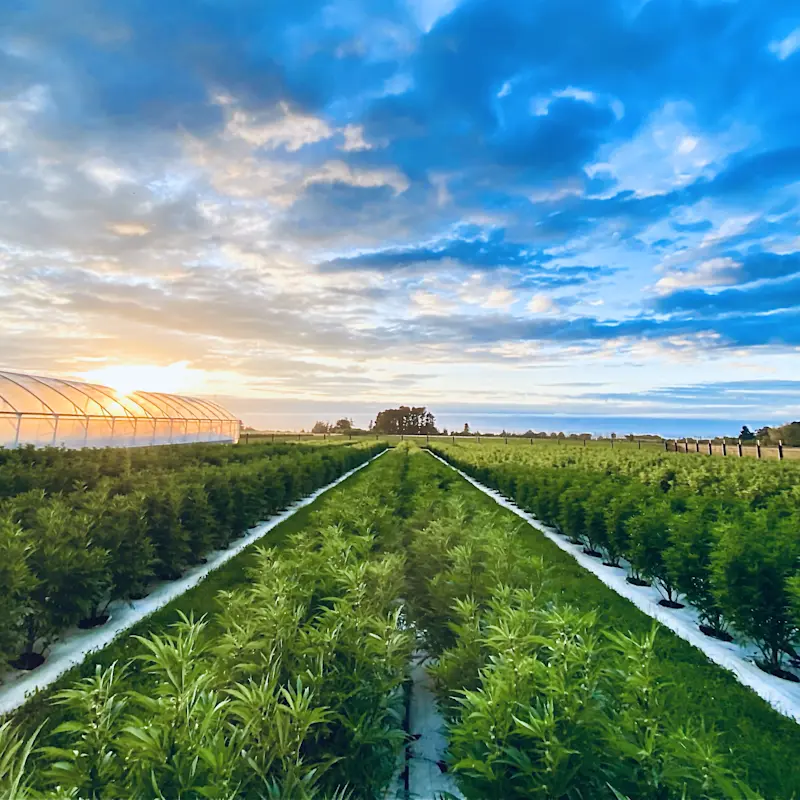 PURO image jpg for company profile