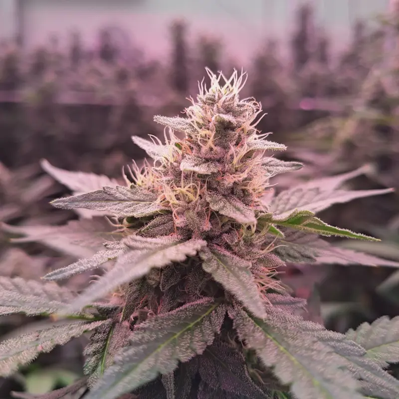 Ora Pharm Flower - Square 1280