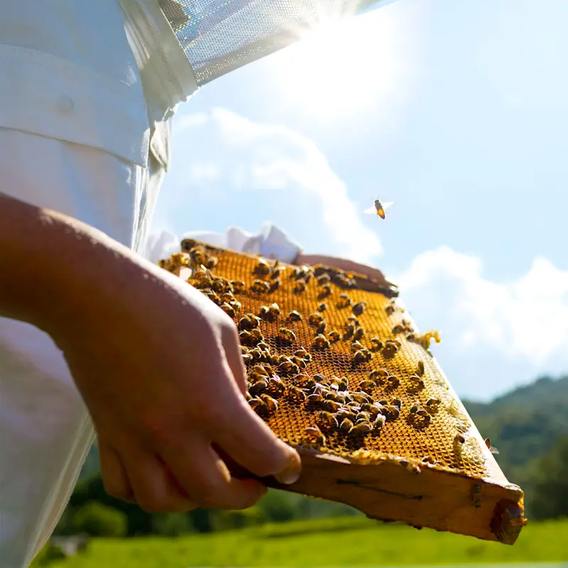 Honey Circle 1600x1600px