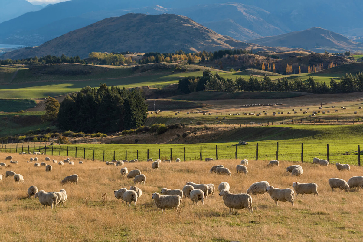 Visit New Zealand's Sheep Current by Seabourn