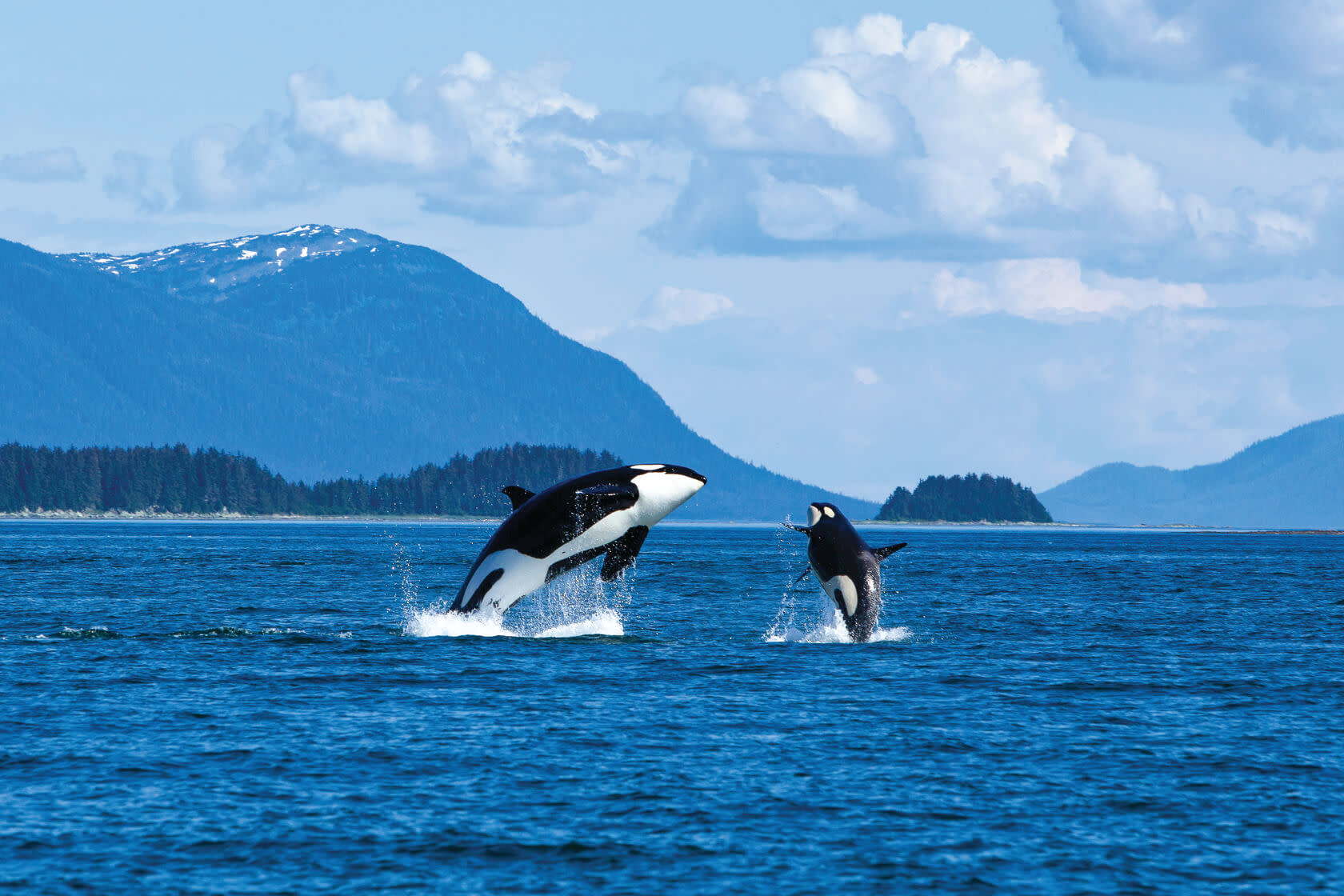 The Marine Life of Alaska | The Current by Seabourn