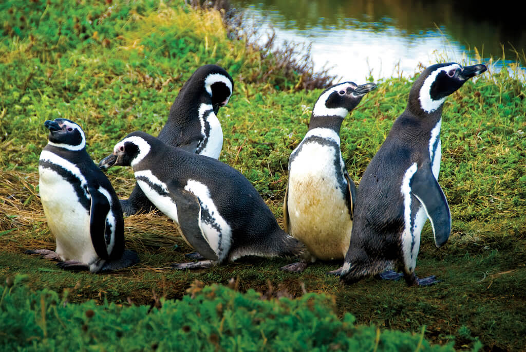 Magellanic penguins Punta Arenas Chile