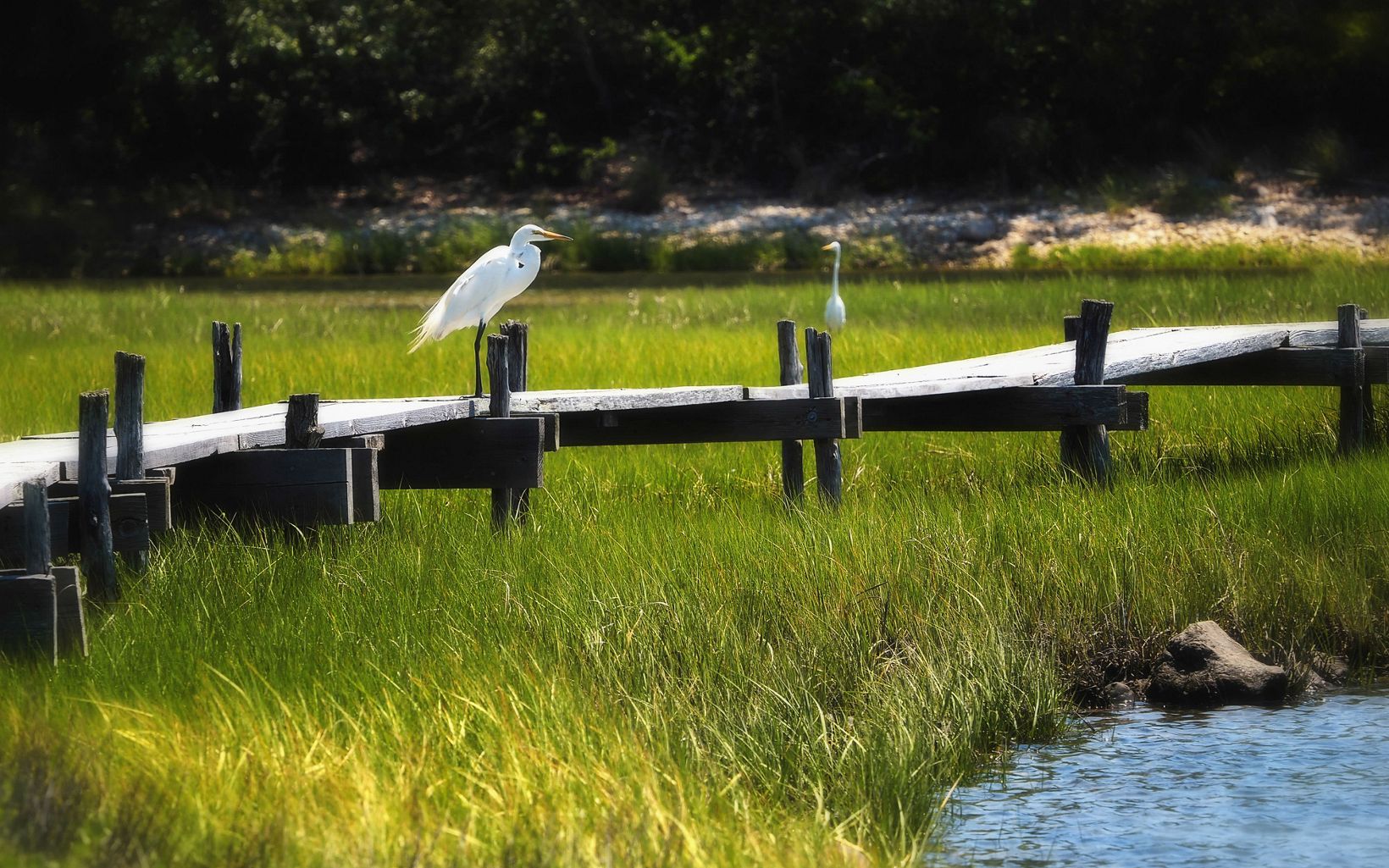 You can hike to Mashomack Nature Preserve from West Neck Harbour, and kayak in its bird-filled creeks