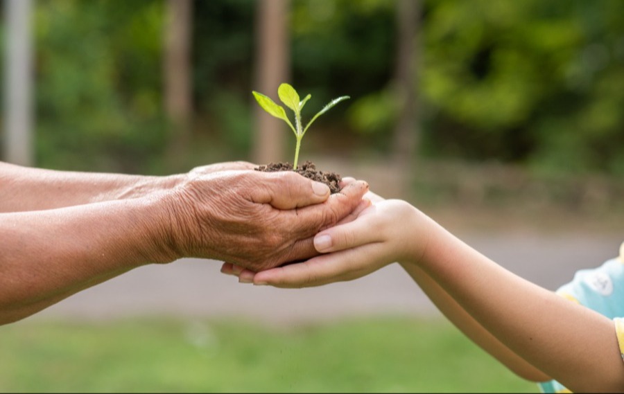 2 hands holding a sprout