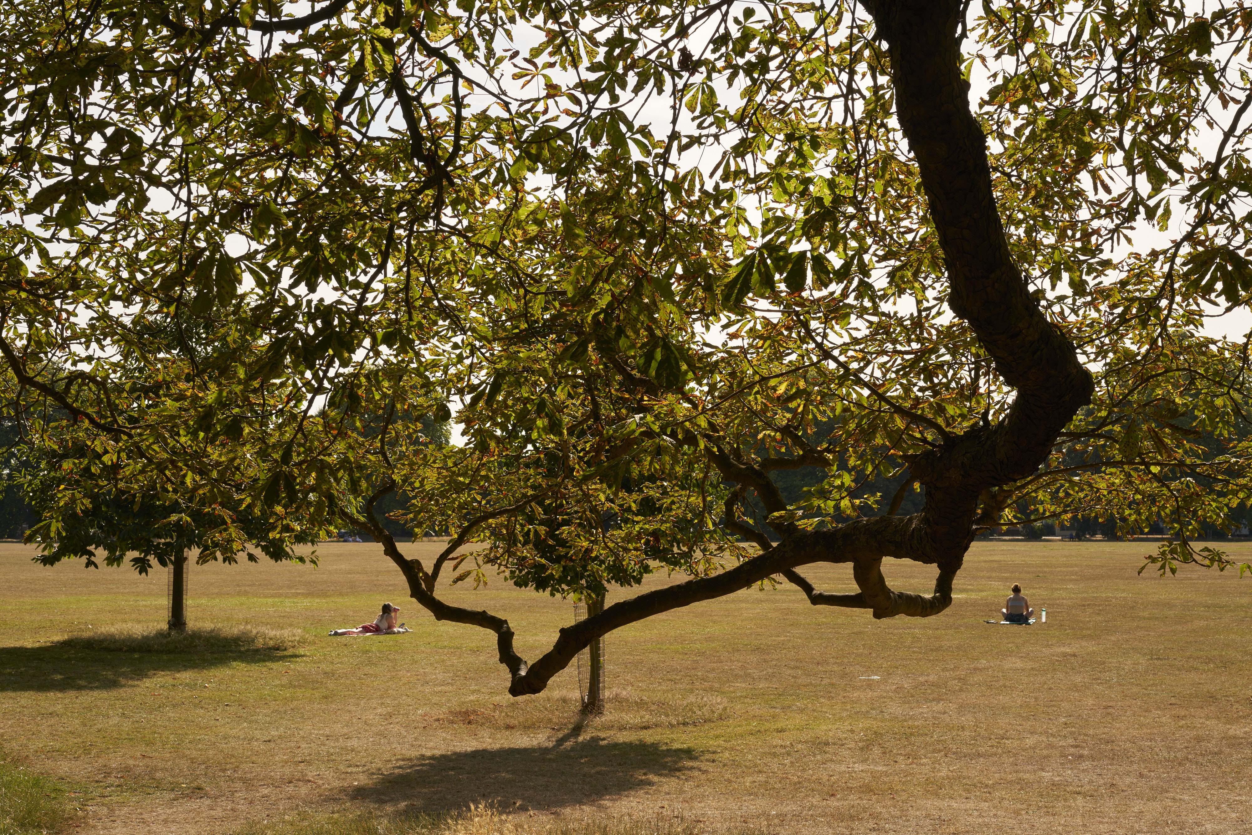 Among Red & Amber & Green