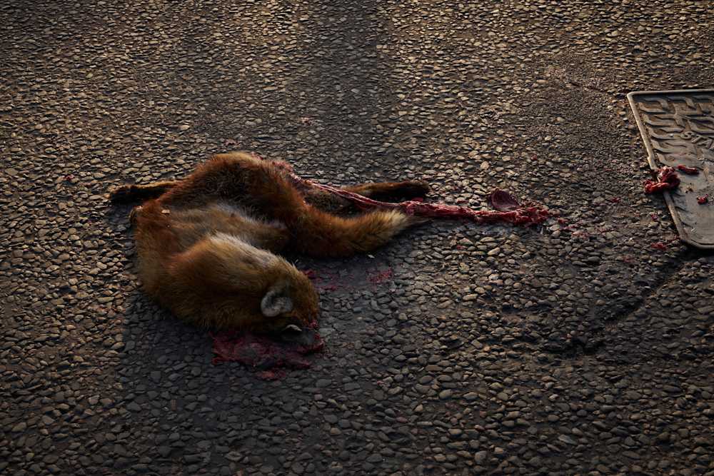 Among Red & Amber & Green