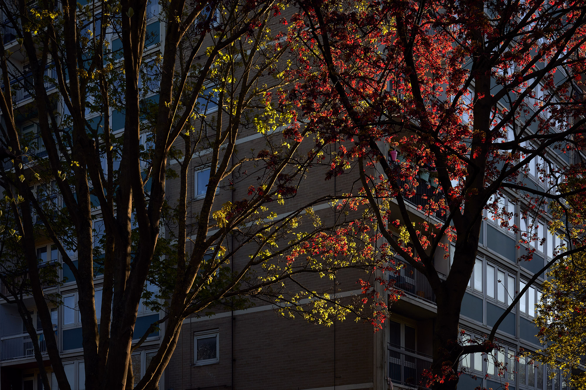 Interregnum 03.20-03.21