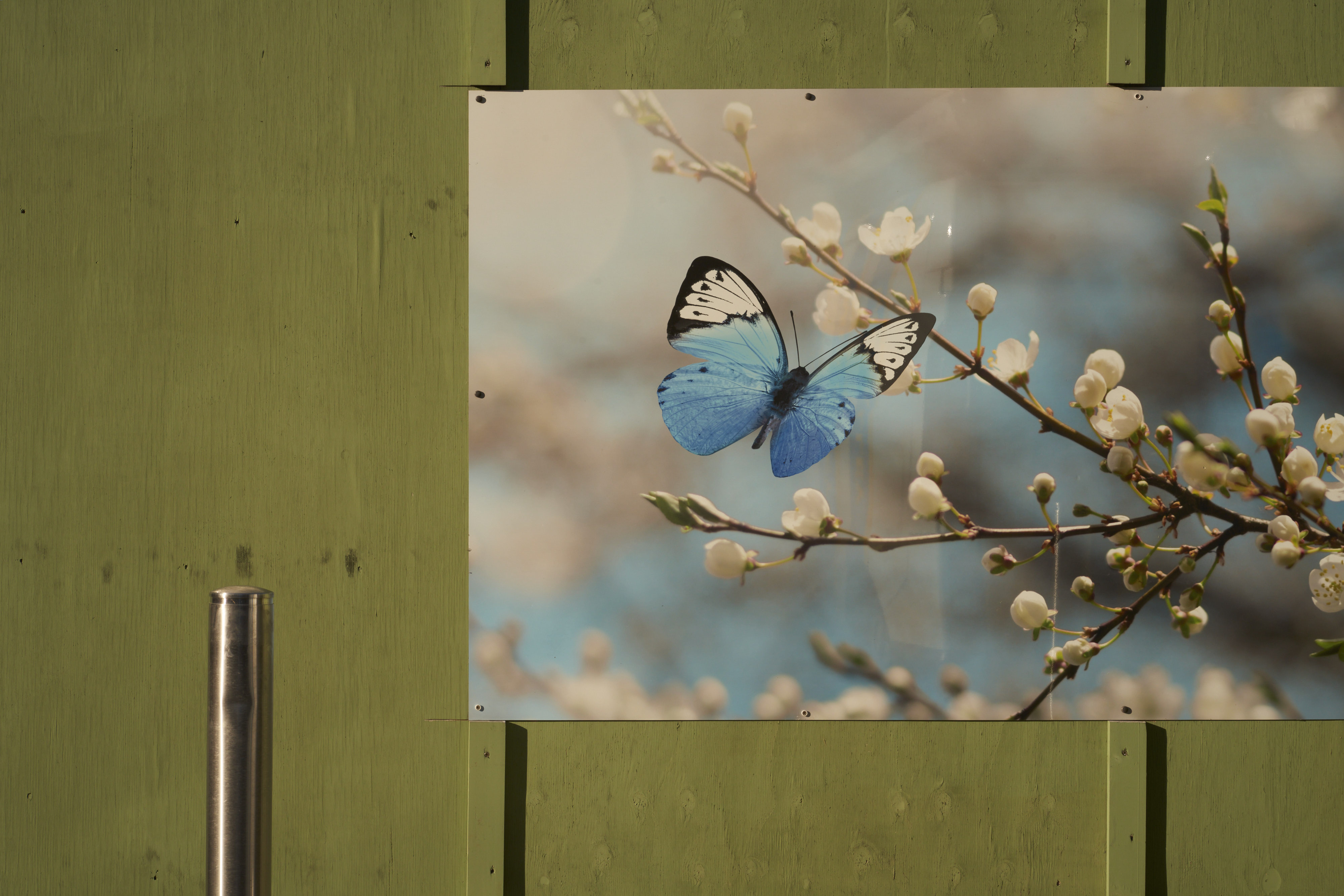 Among Red & Amber & Green