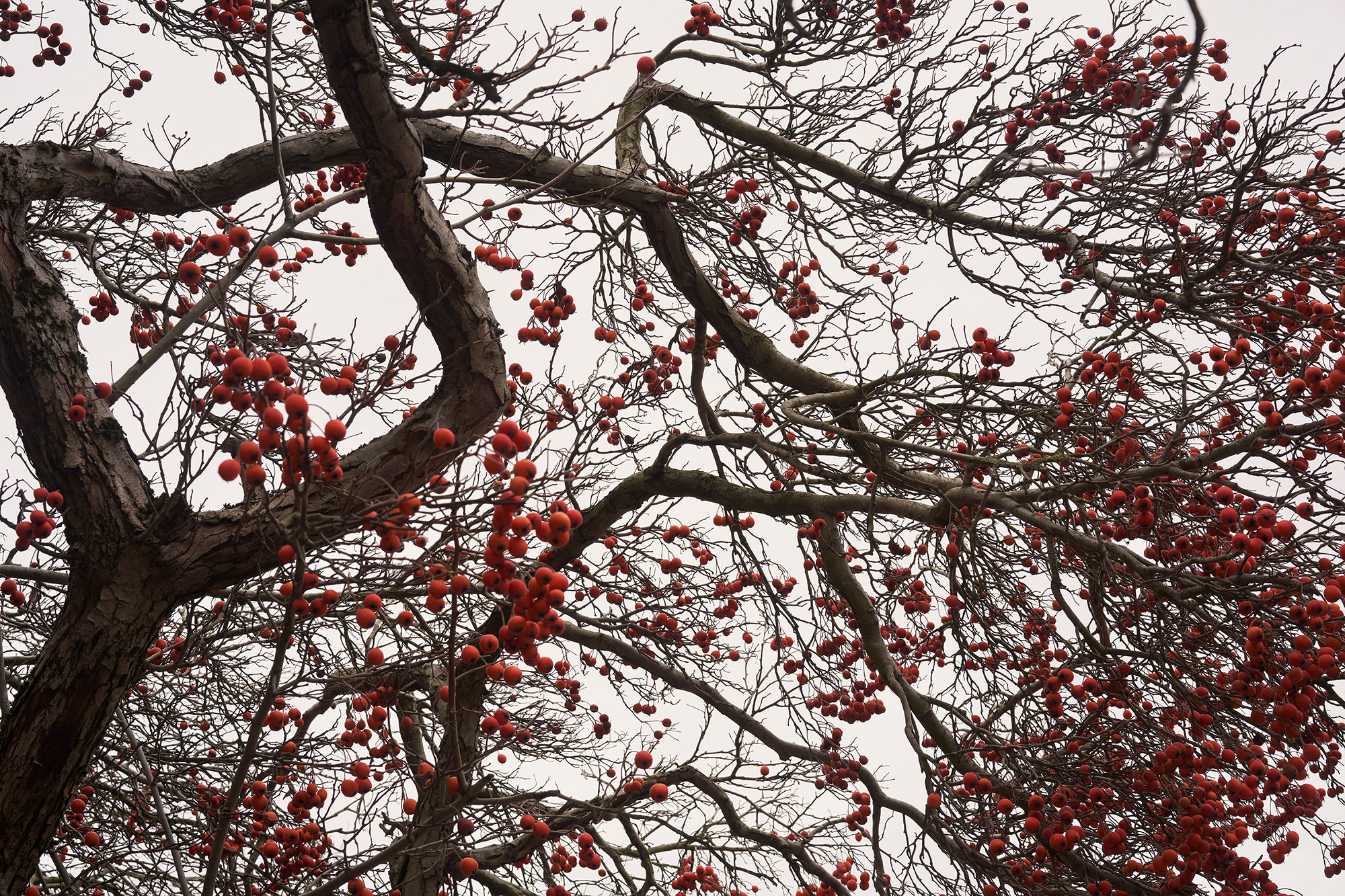 Interregnum 03.20-03.21