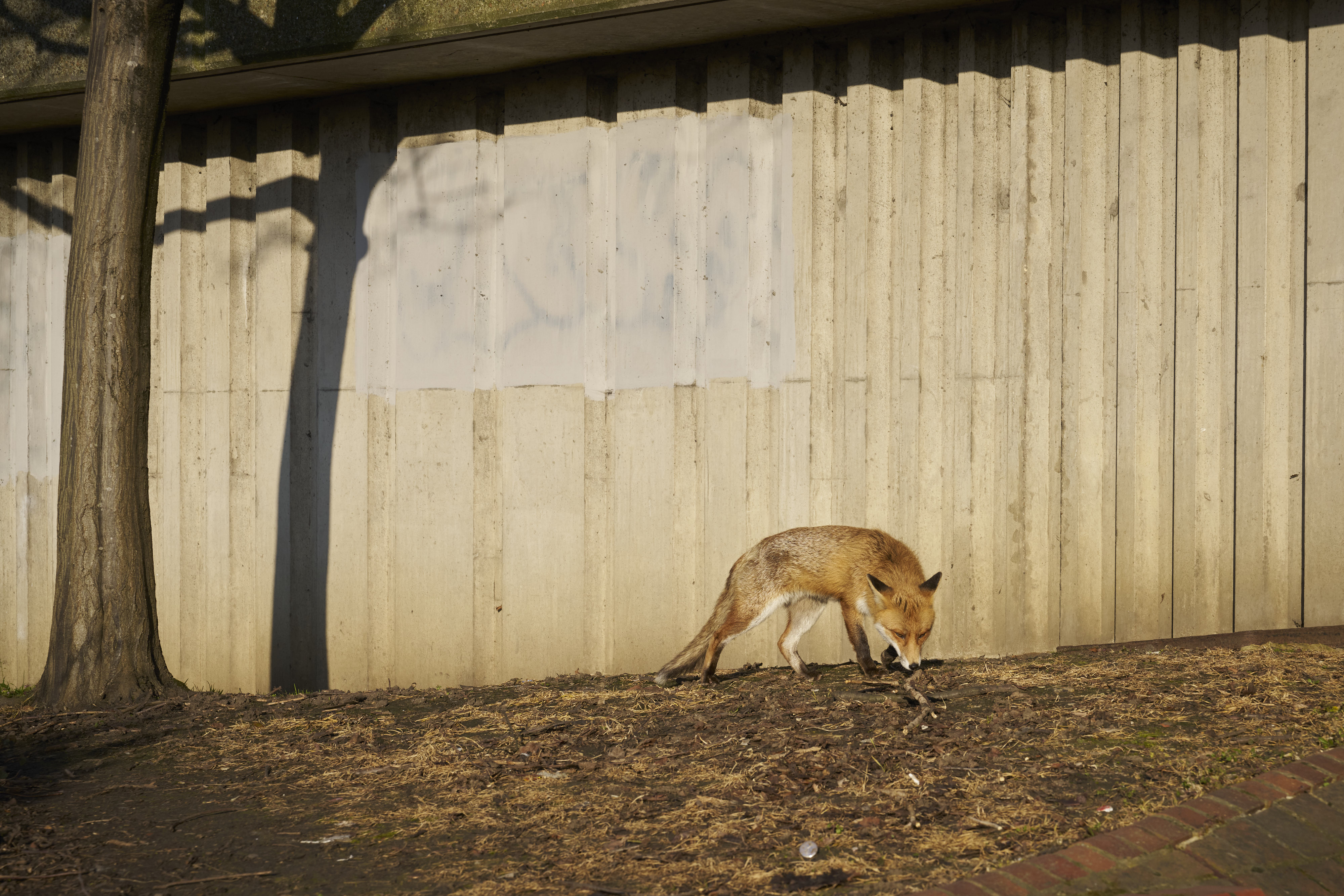 Among Red & Amber & Green
