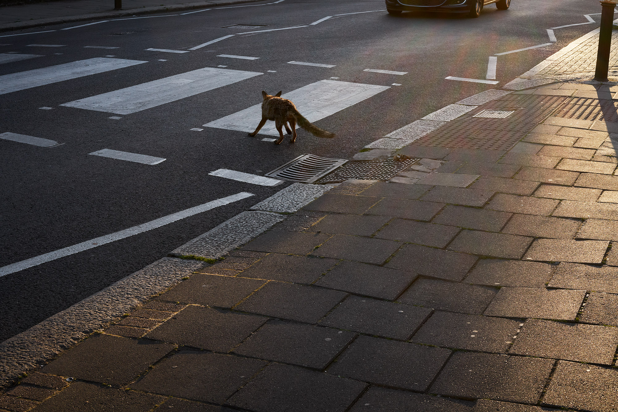 Interregnum 03.20-03.21