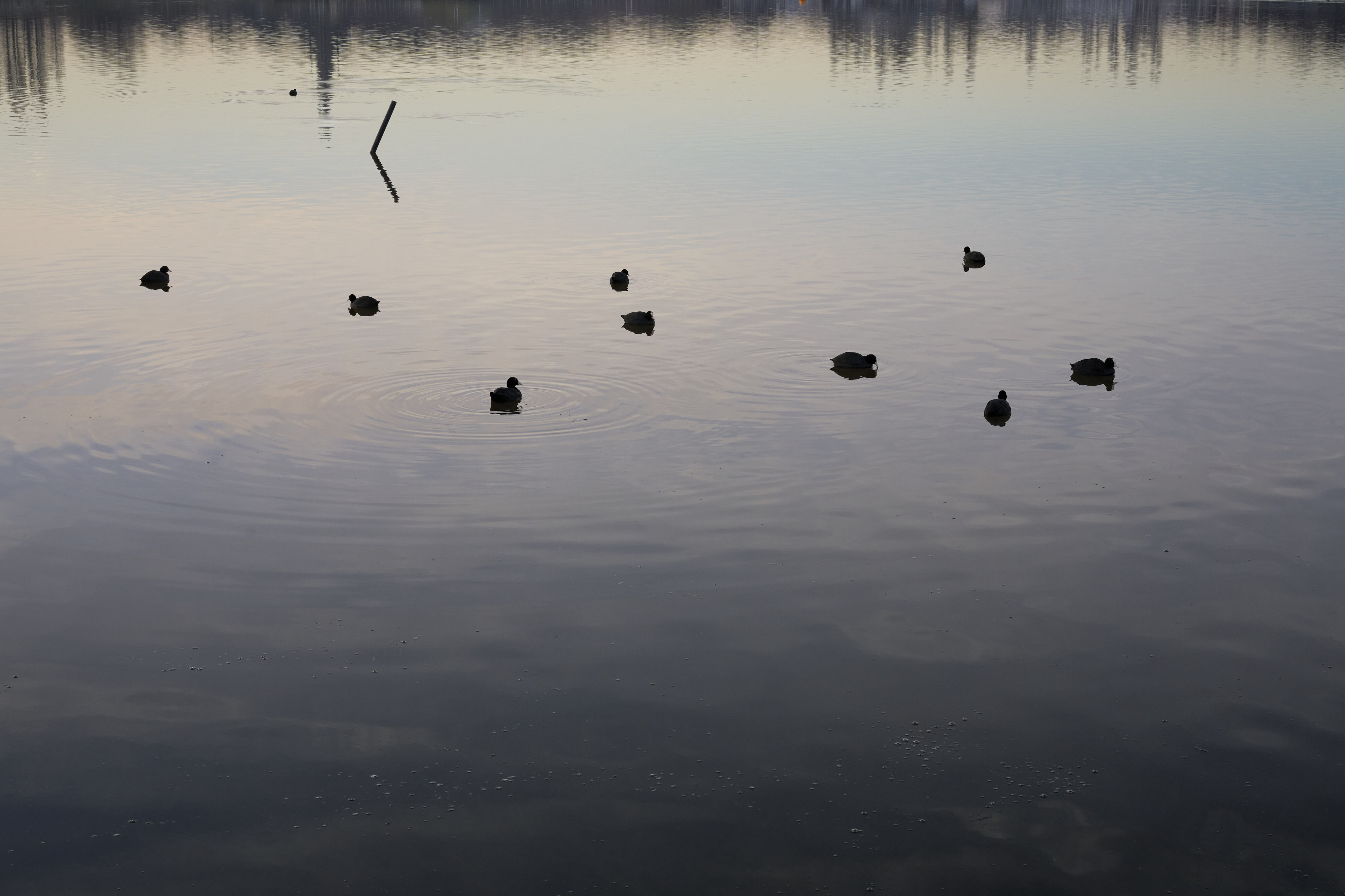 Among Red & Amber & Green