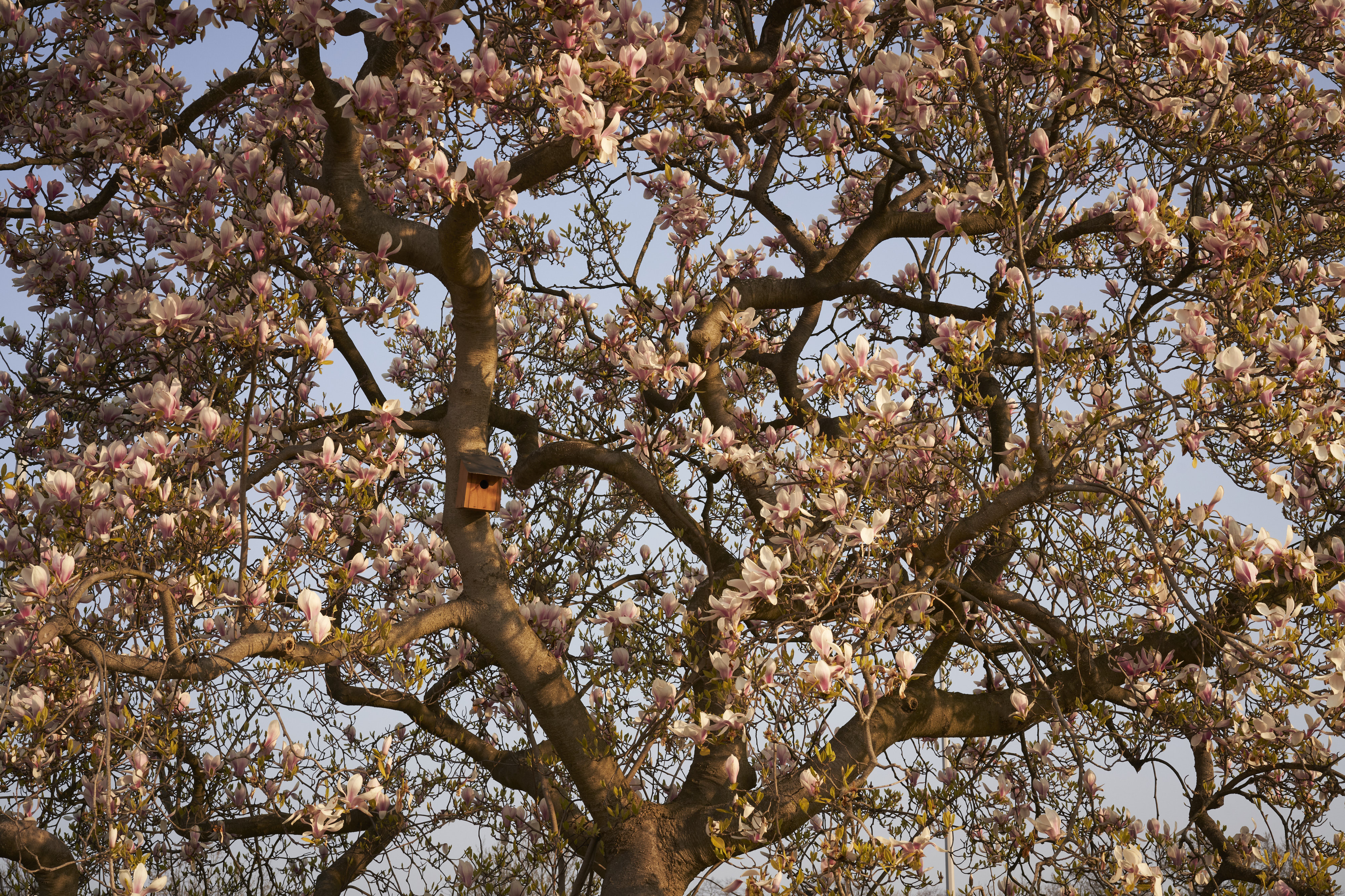 Among Red & Amber & Green