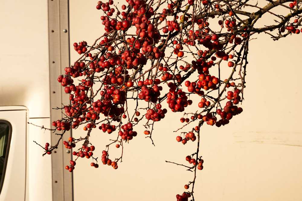 Among Red & Amber & Green