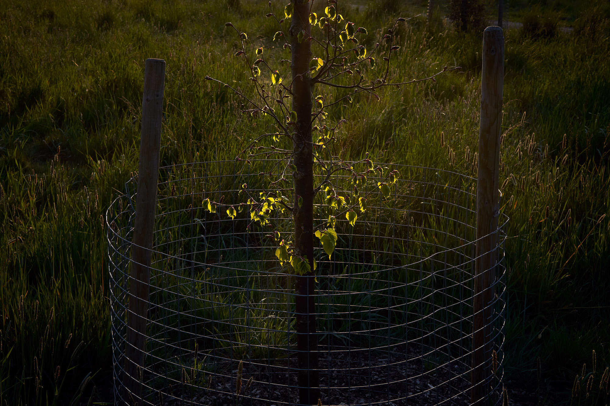 Interregnum 03.20-03.21