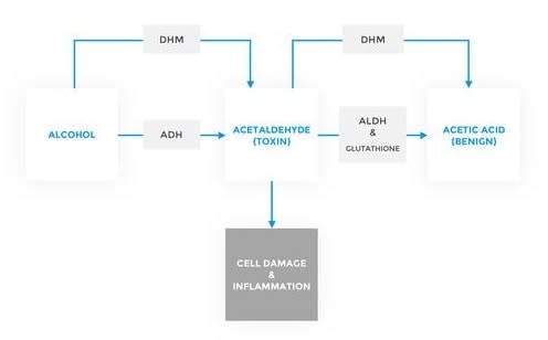 DHM Diagram-min