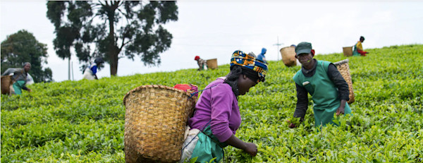 Climate-Reselient Agriculture in Africa by the AAA Initiative