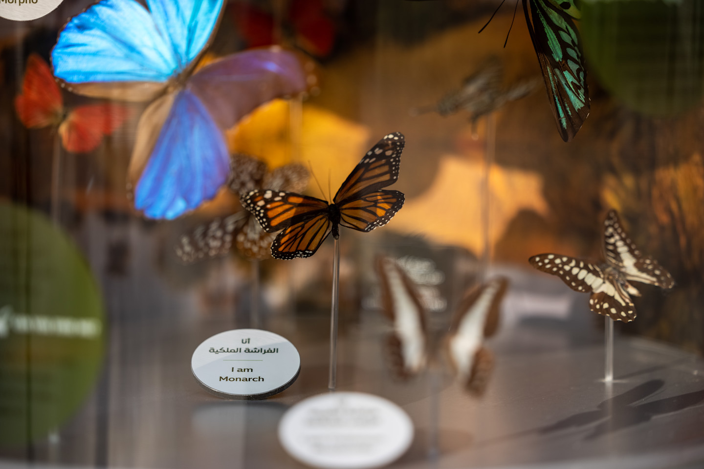 Biomimicry Showcases | World Expo
