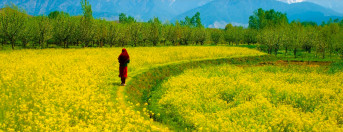 Women in Arabia and Islam: On Women Making the Desert Bloom