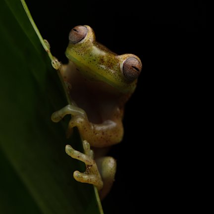 Bella Lack - Hylocirtus sp. nov. tree frog