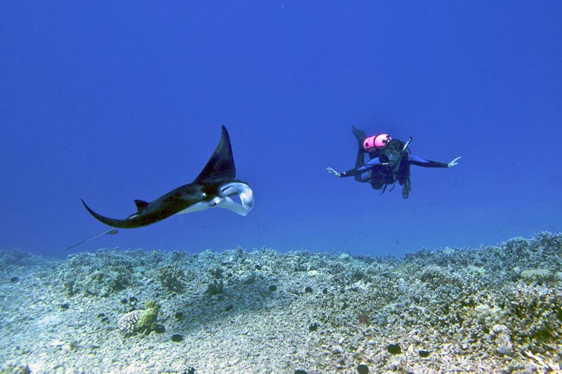 IMAGE-4-Woman-diving-with-manta