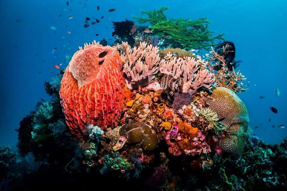 6-Colourful-coral-