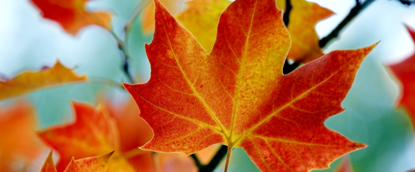 Fall leaves