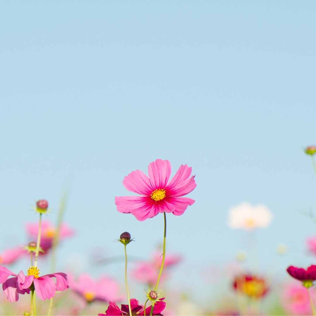 Pink flowers growing in a field