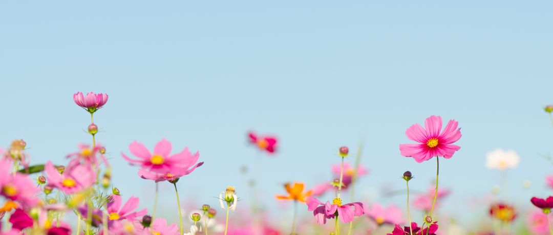 Pink flowers growing in a field