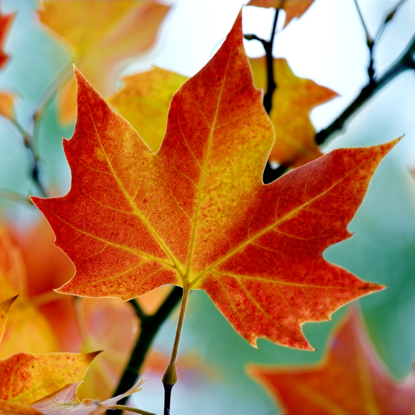 Fall leaves