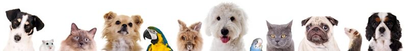 Pets Animals YouTube