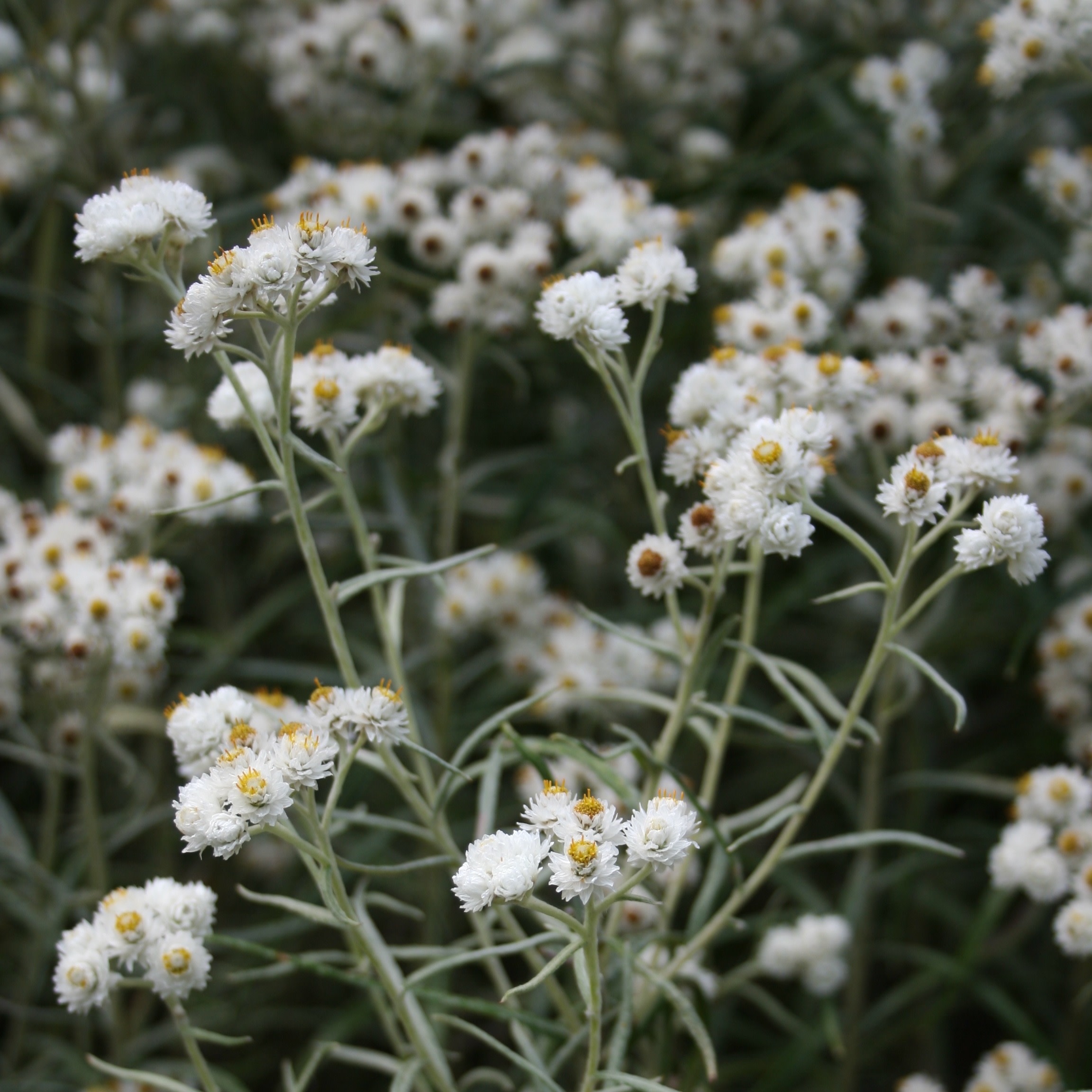 Pearly Everlasting