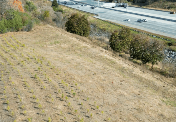 Rows of just-planted trees in a field beside Highway 407 ETR.