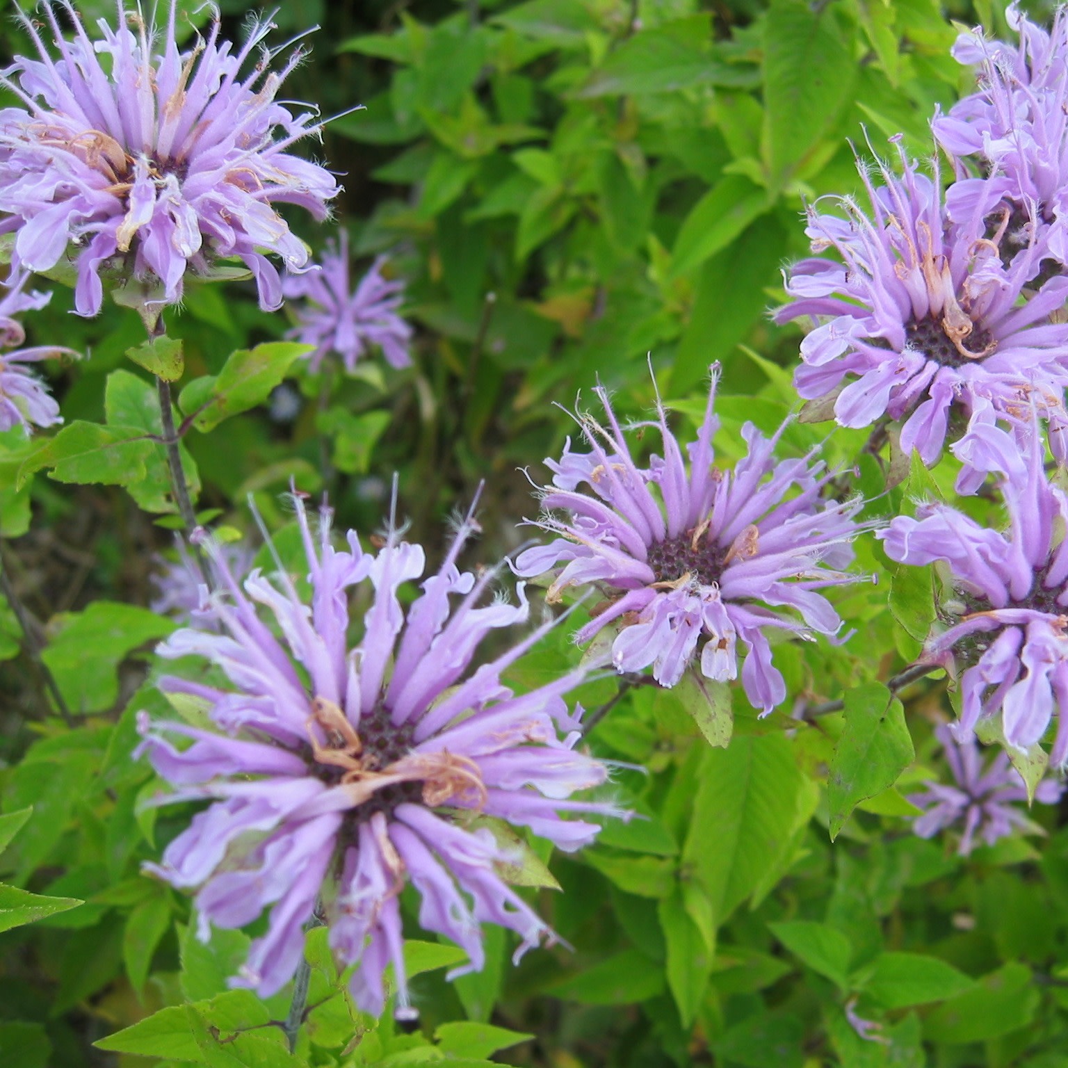 Wild Bergamot