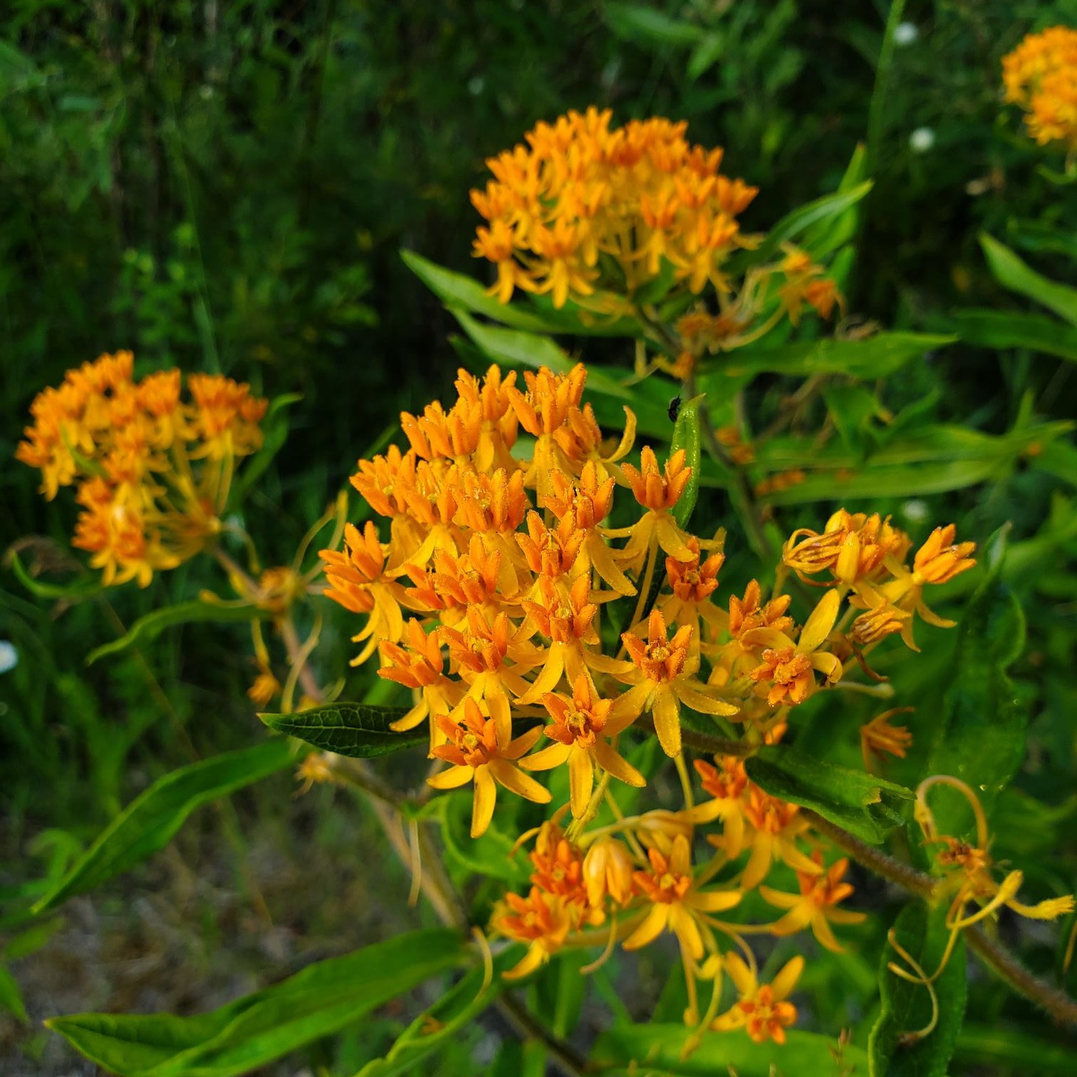 Butterfly Milkweed
