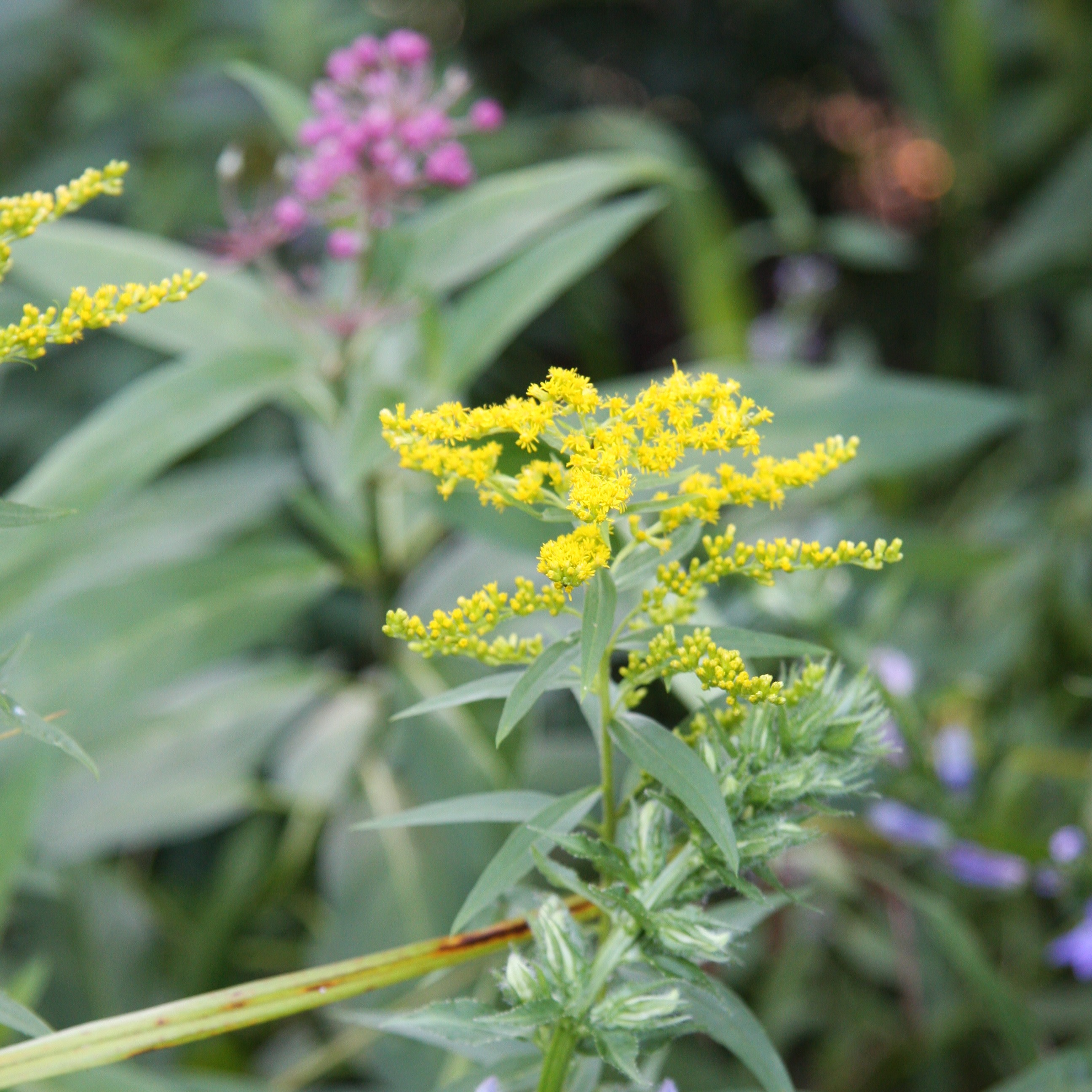 Goldenrod