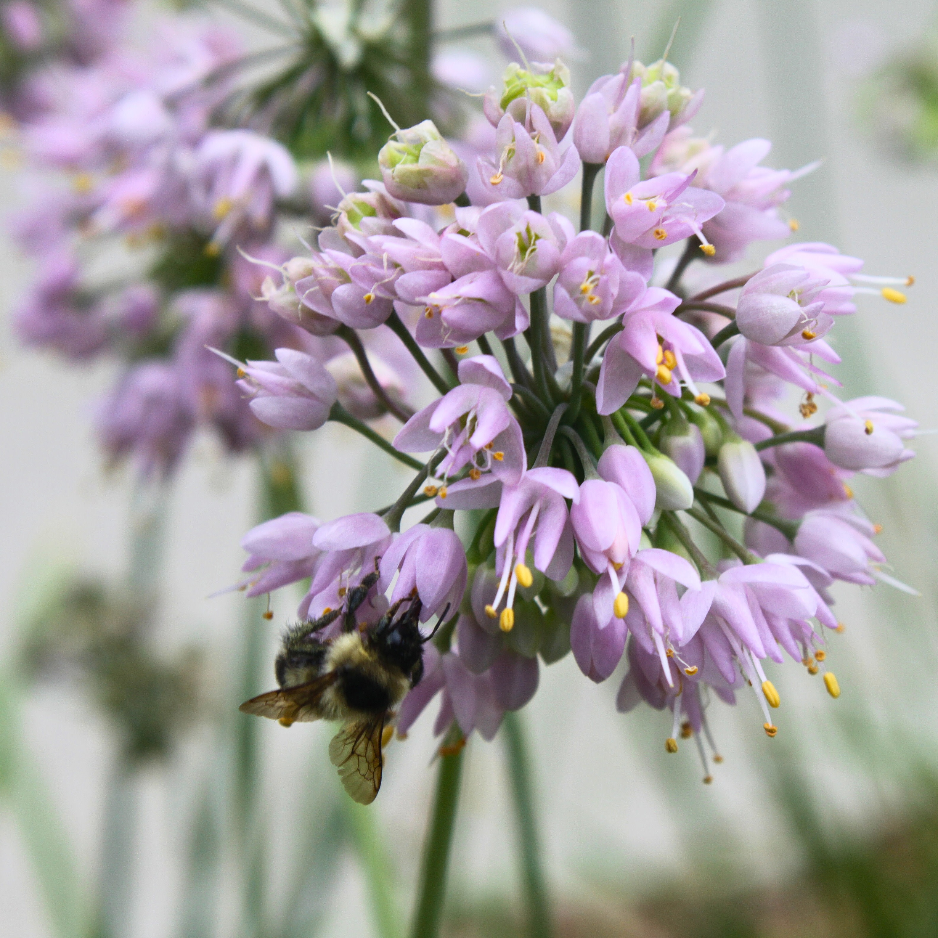 Nodding Wild Onion