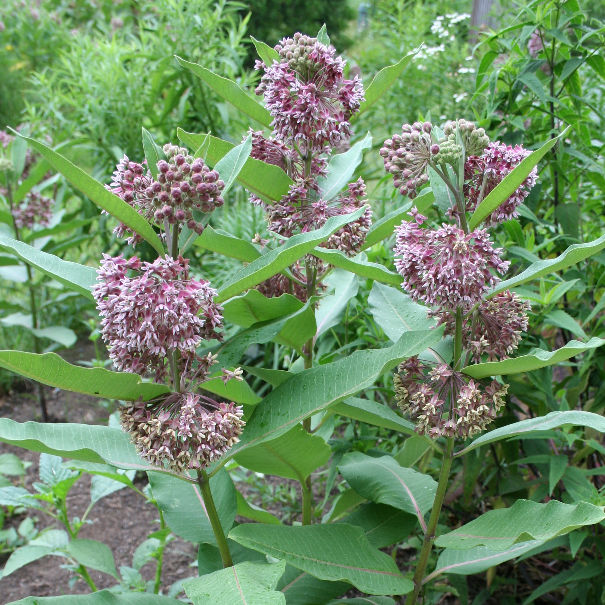 Common Milkweed