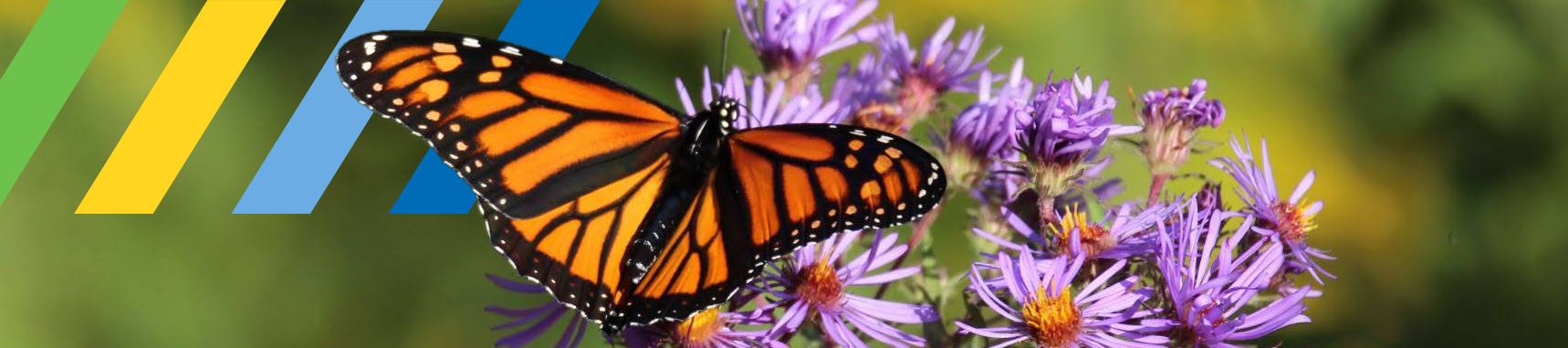 An image of a monarch butterfly on some purple flowers