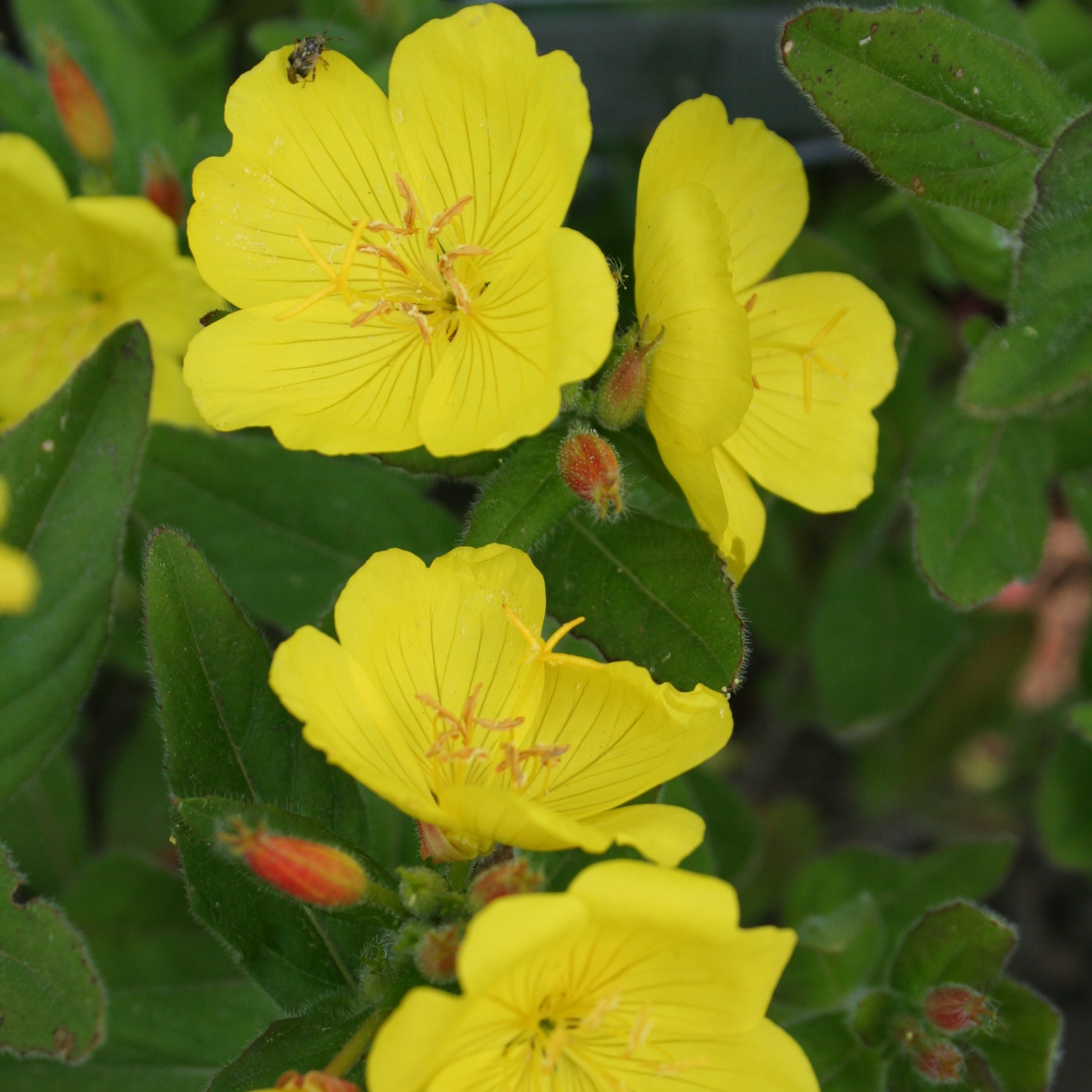 Evening Primrose