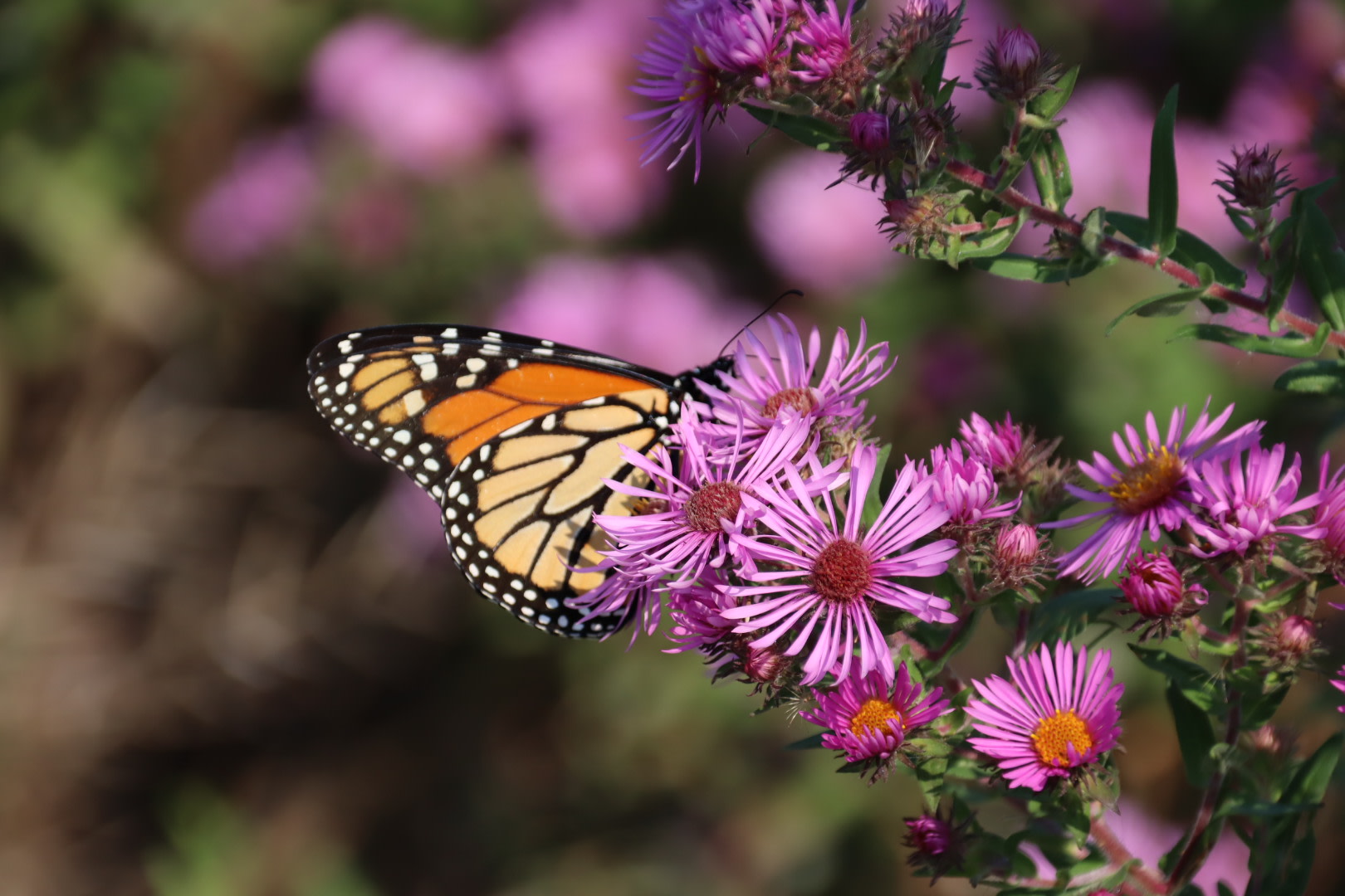 Photo of Monarch butterfly on a pink flower