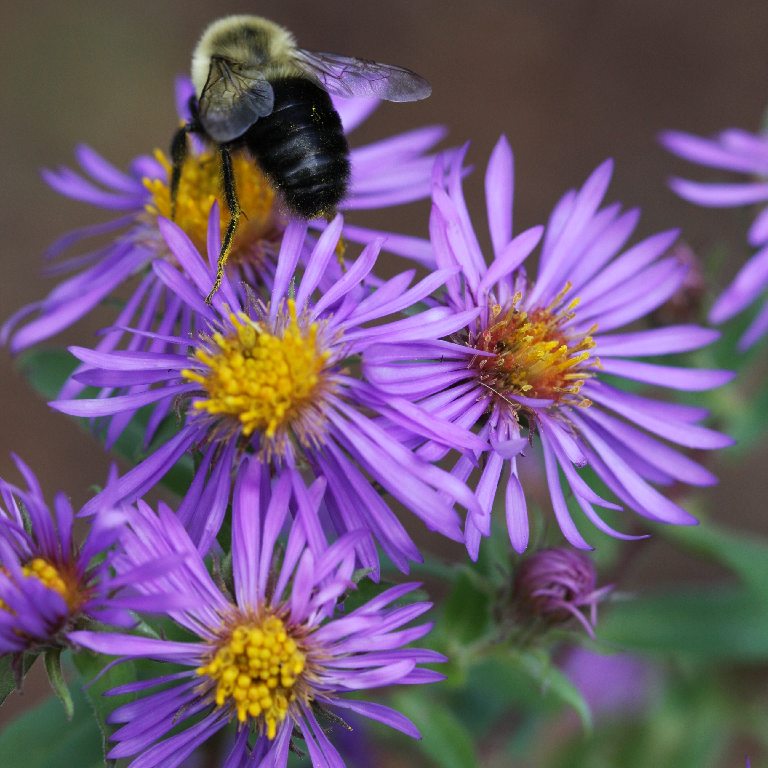 New England Aster