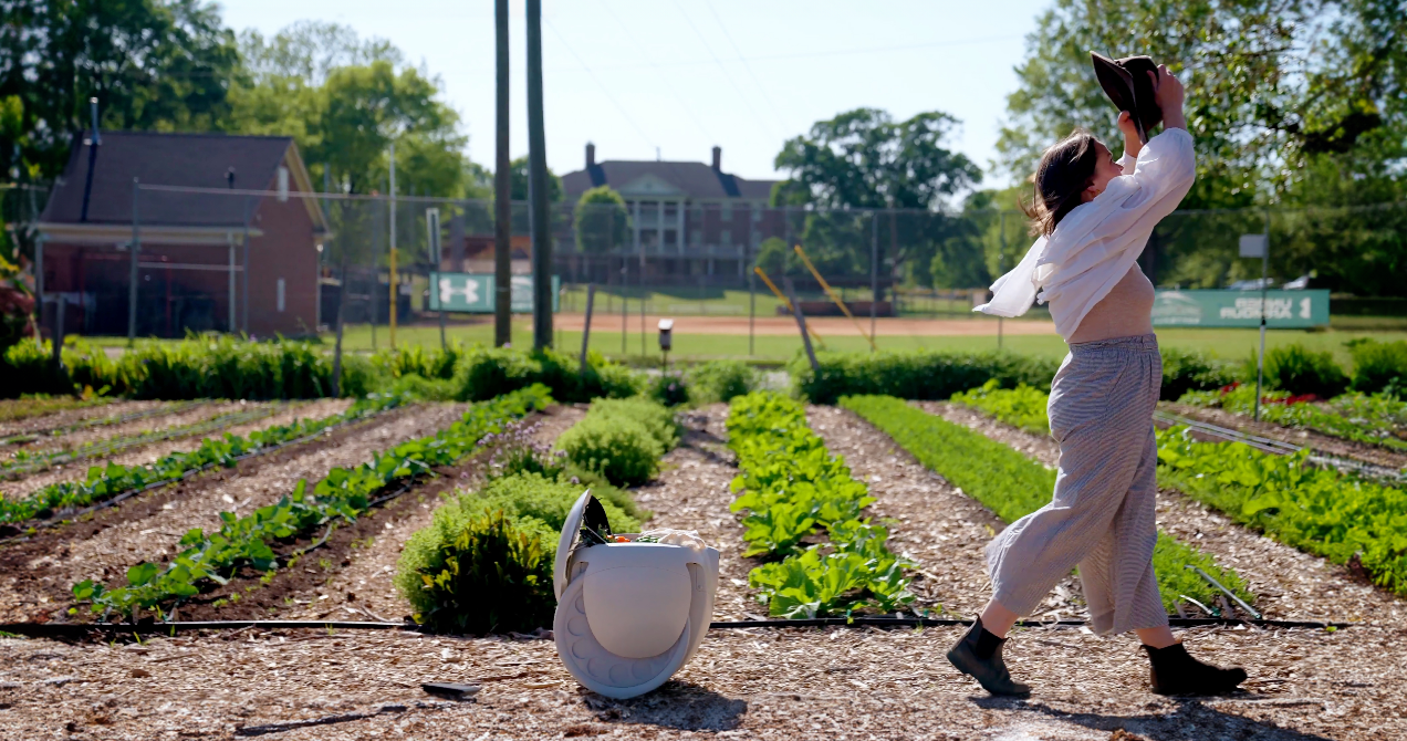 Boardwalk beige gitamini following woman in a vegetable garden